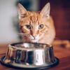 Katze frisst aus einer Schüssel