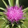 Blühende Mariendistel