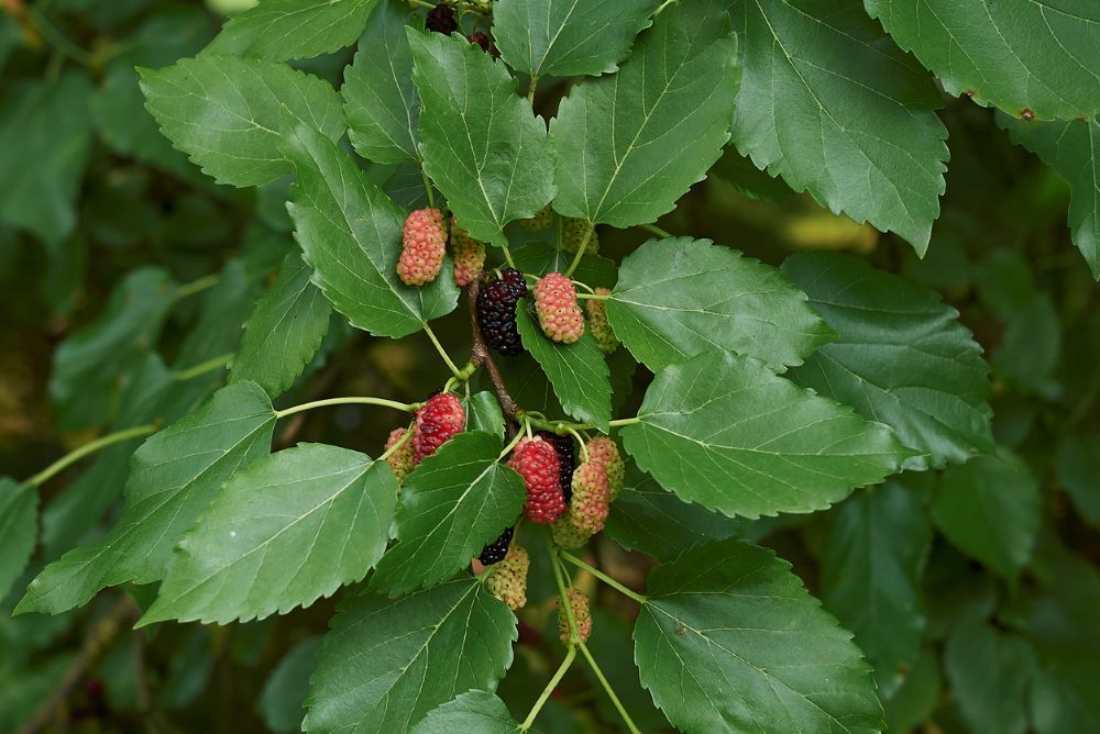 Morus alba
