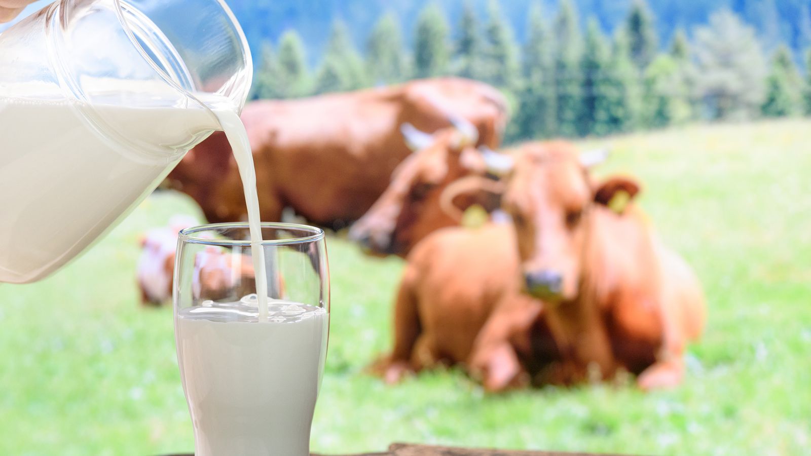 Kuhmilch im Glas mit Kühen im Hintergrund