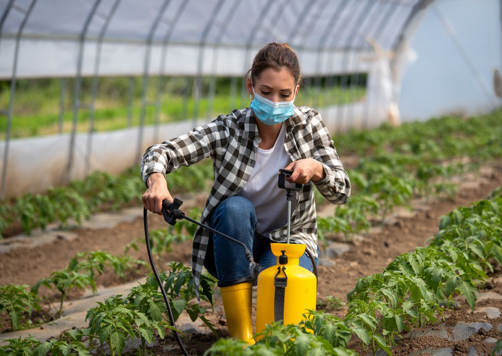 Pestizide werden auf Tomaten gespüht