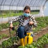 Pestizide werden auf Tomaten gespüht