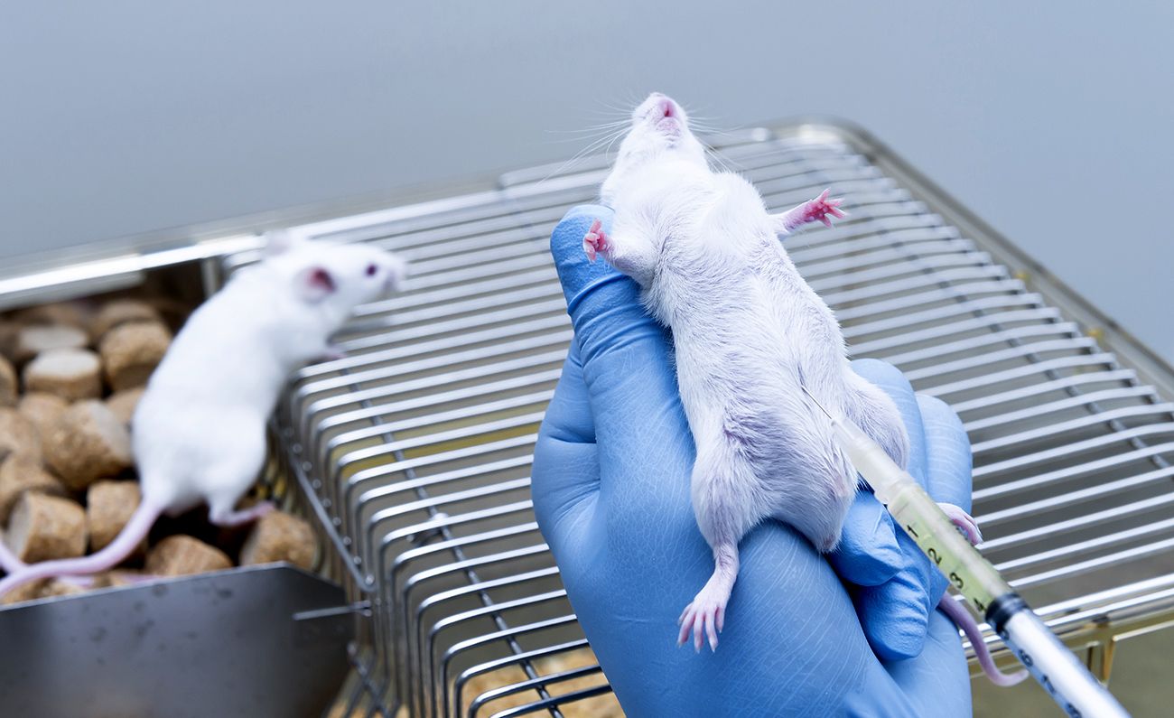 Tierversuche: Helfen Sie mit bei der Abschaffung besonders schlimmer Versuche!