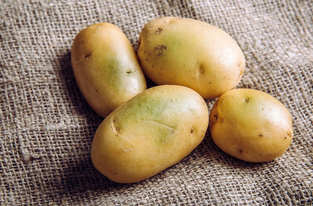 Kartoffeln mit grünen Stellen