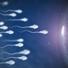 Spermien möchten Eizelle erreichen
