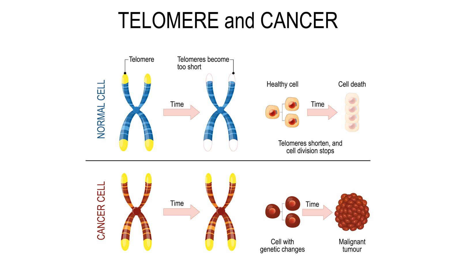 Telomere bildlich dargestellt