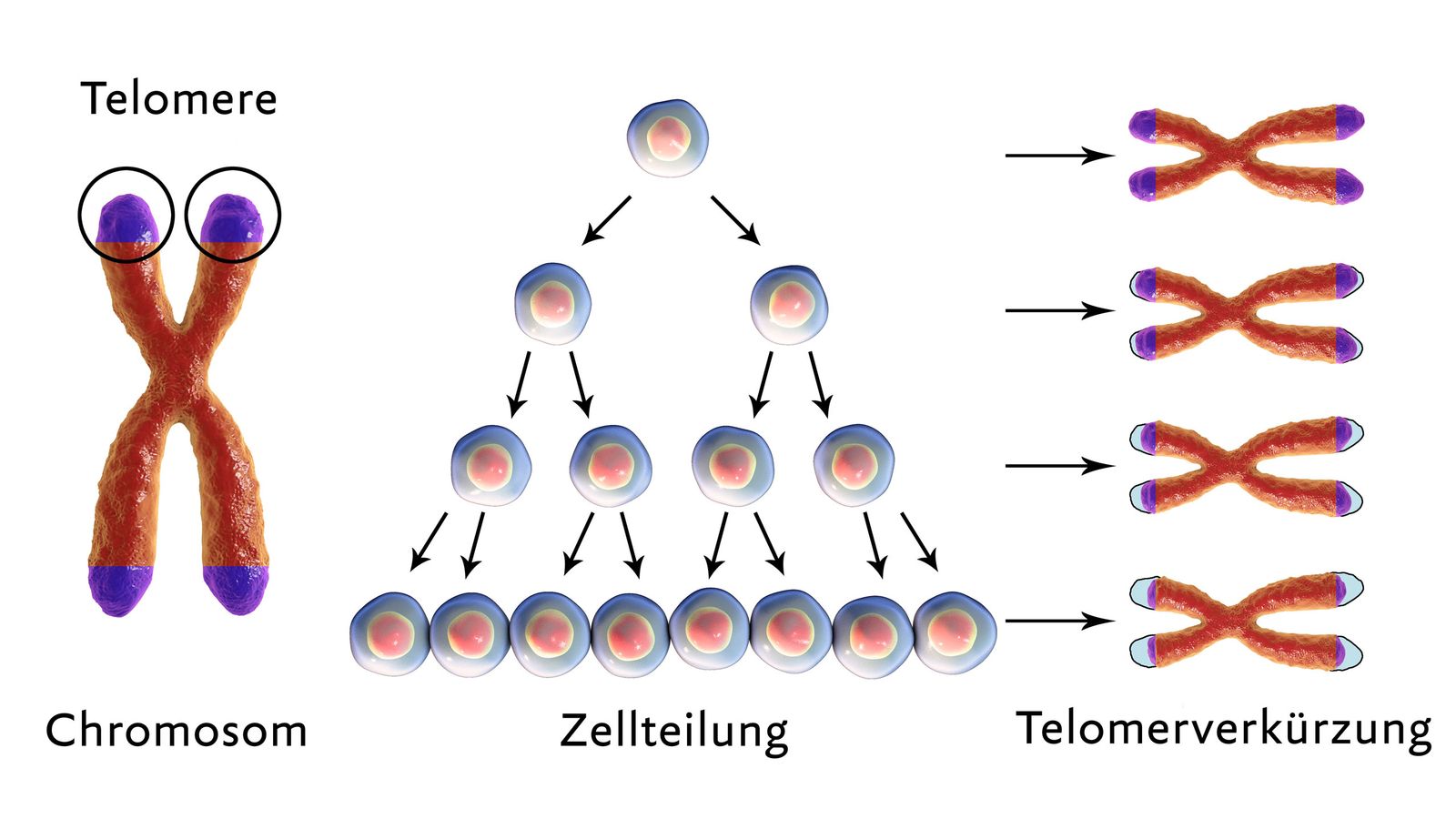 Telomere bildlich dargestellt