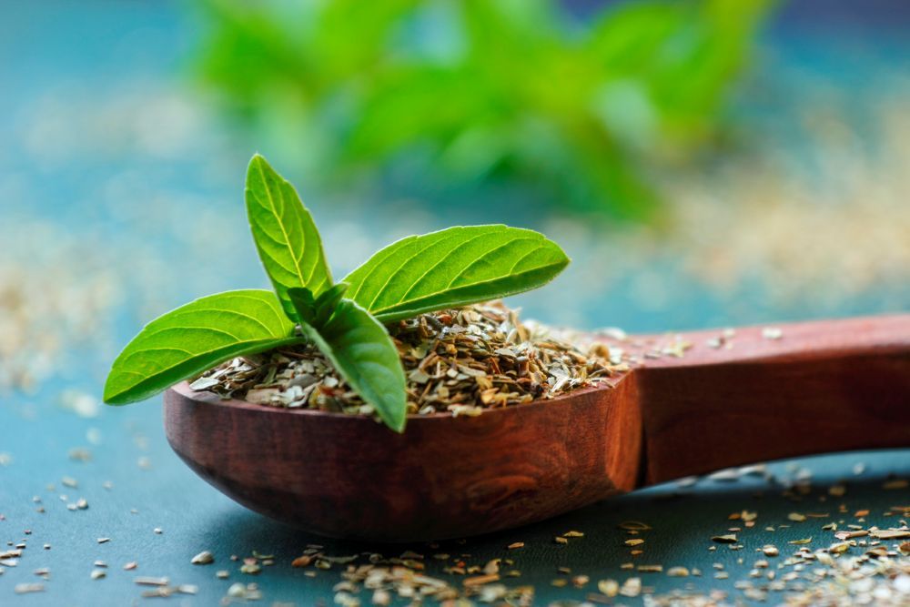 Heilige Basilikum und Tulsi Blätter