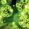 Grüne einzellige Chlorella-Algen mikroskopische 3D-Illustration