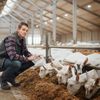Ziegen während der Fütterung