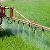 Roundup im Weizen